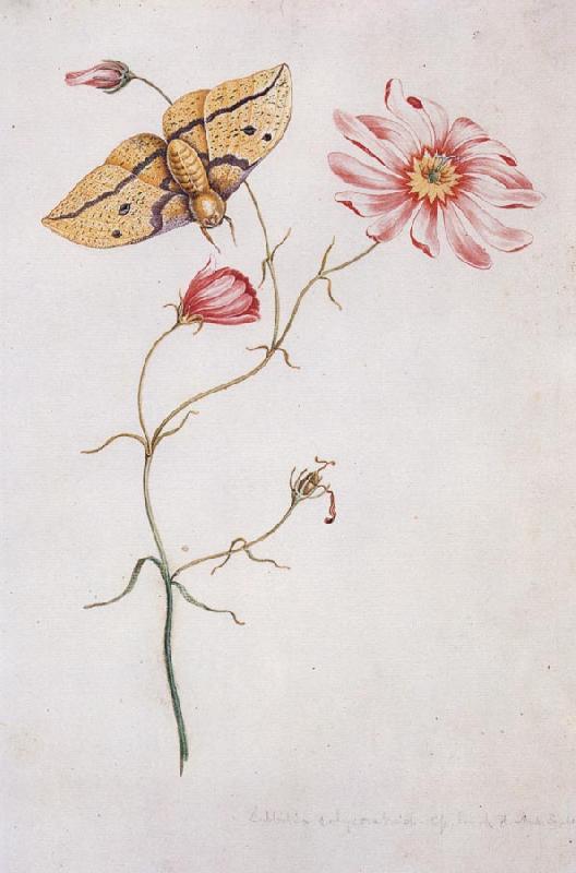 Willam Bartram Savannah Pink or Sabatia Imperial Moth oil painting image